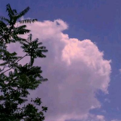 开云APP官方下载